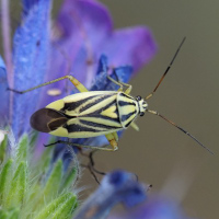 Brachycoleus decolor